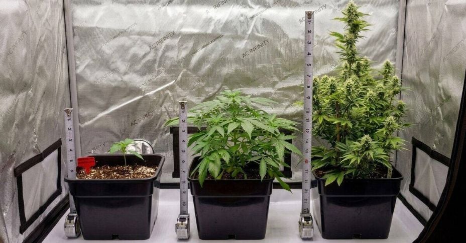 Autoflower Week by Week Pictures: Full 12-Week Guide