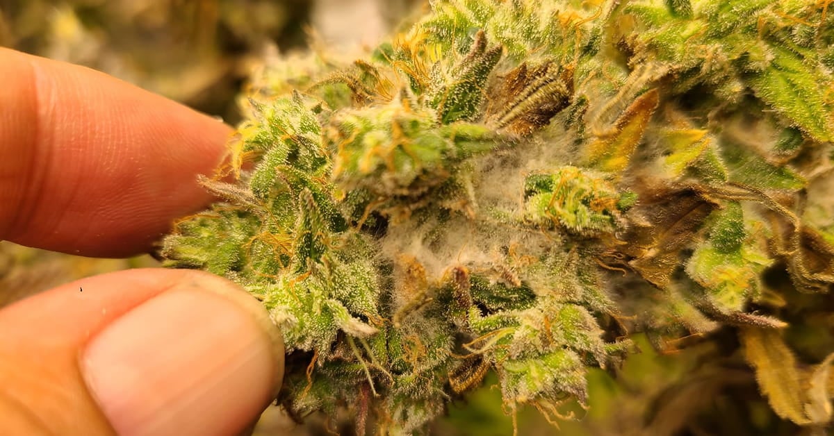 Bud Rot in Cannabis: How to Identify, Treat & Prevent Gray Mold