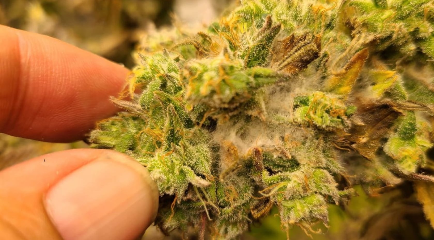 Bud Rot in Cannabis: How to Identify, Treat & Prevent Gray Mold [With Pictures]