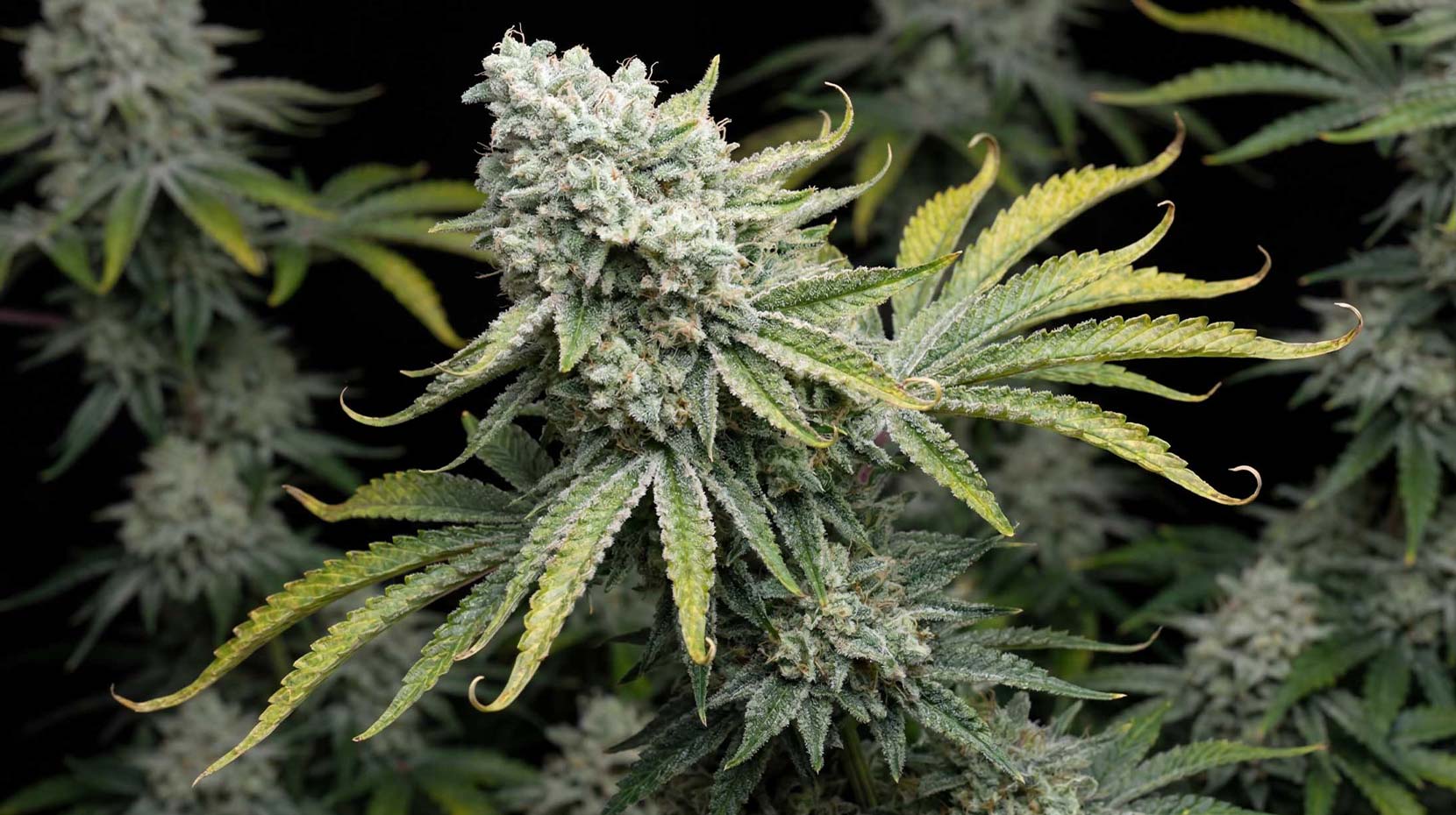 Cannabis Flowering Stage: Bud Development, Light, Nutrients & Harvest