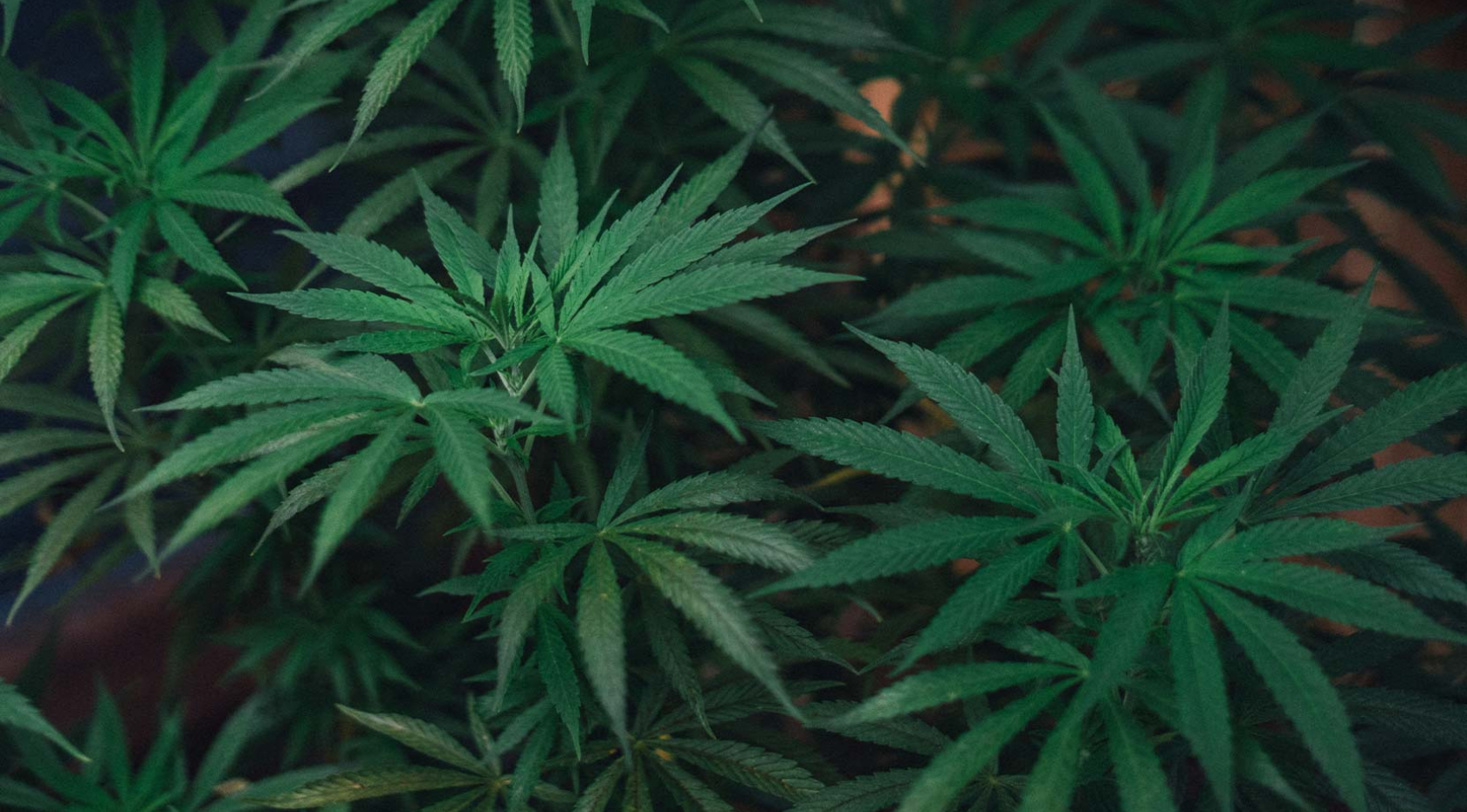 Cannabis Vegetative Stage: Light, Nutrients & Training Guide