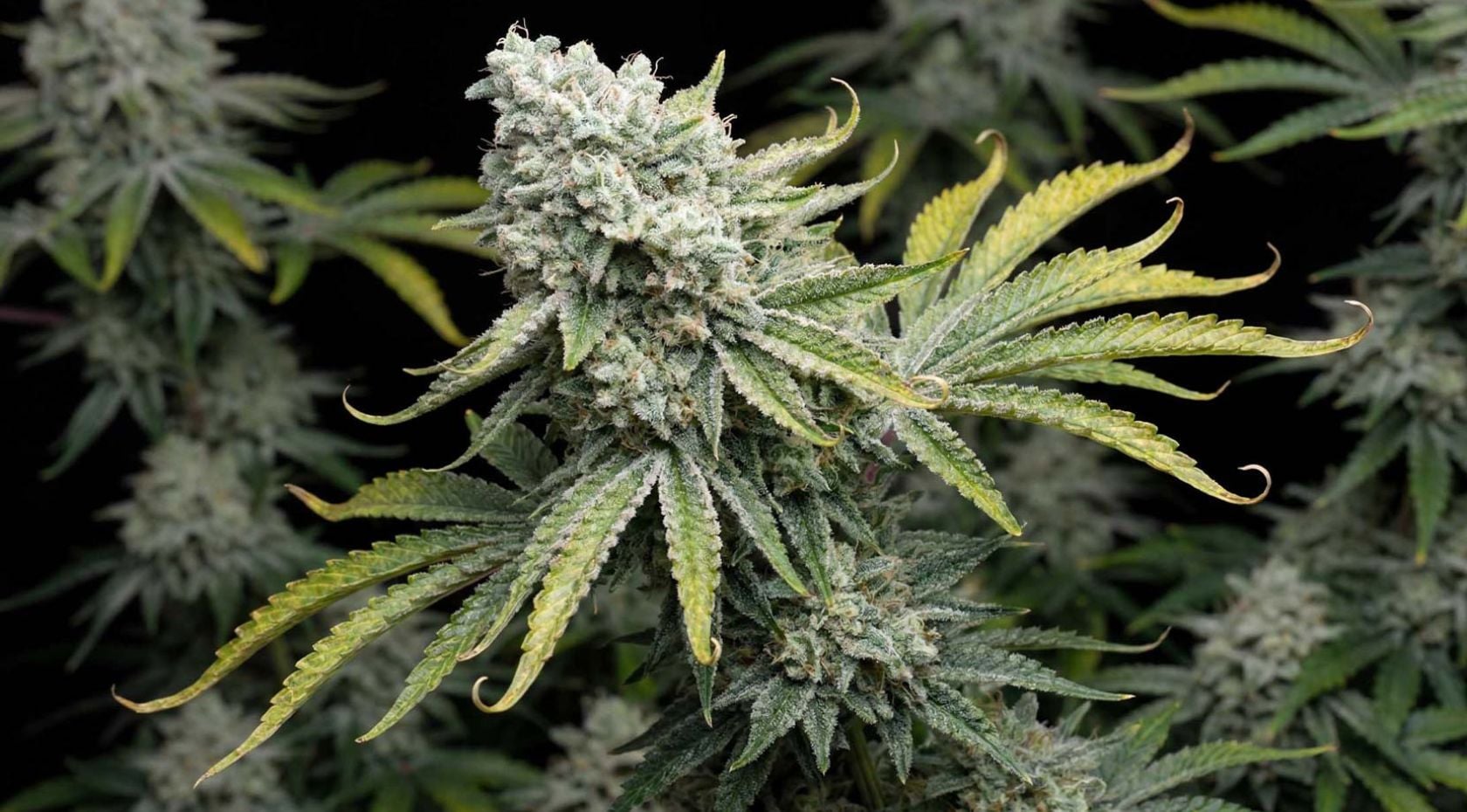 Cannabis Flowering Stage: Bud Development, Light, Nutrients & Harvest