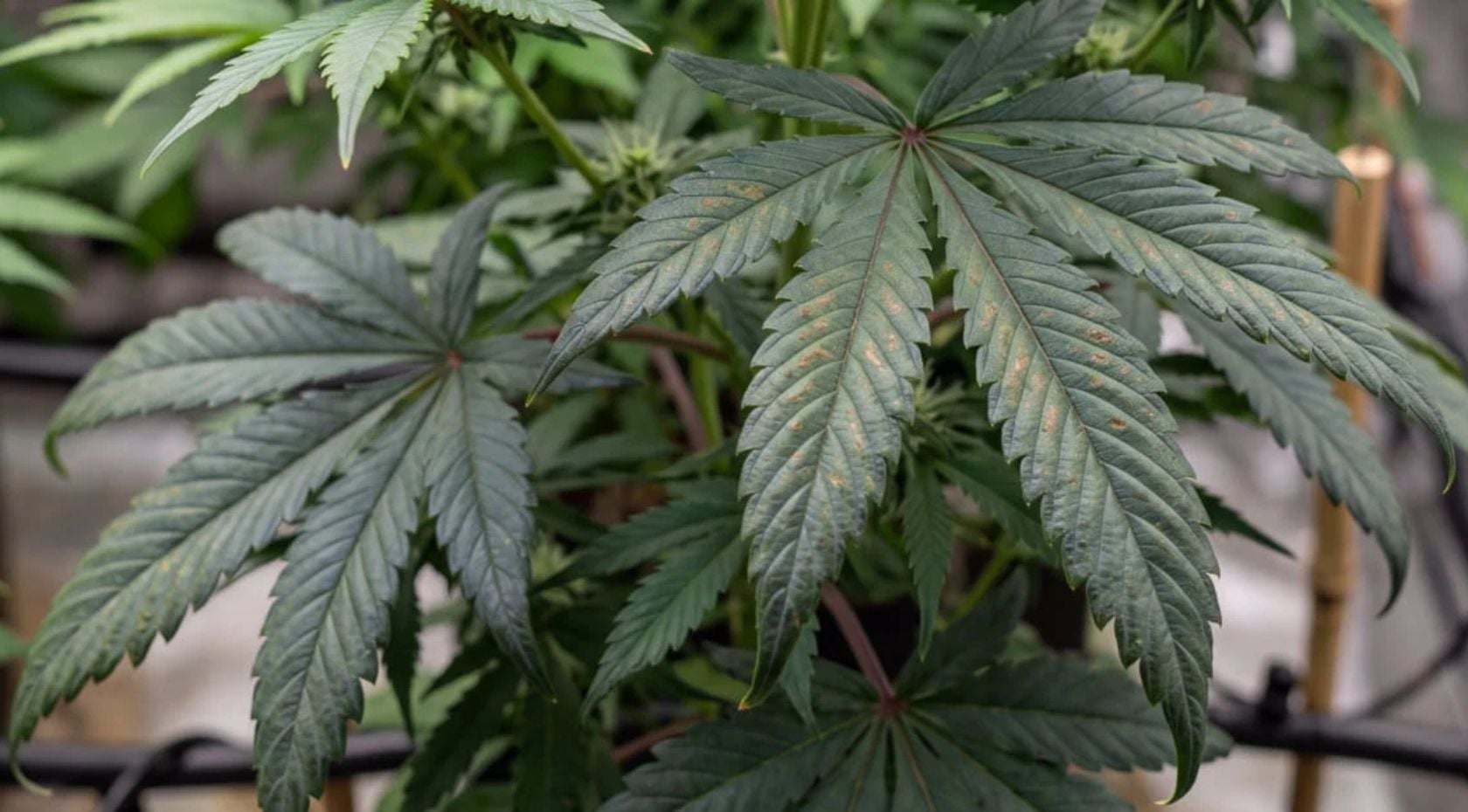 How to Fix a Cannabis Phosphorus Deficiency: Signs, Causes & Fixes [Full Guide]