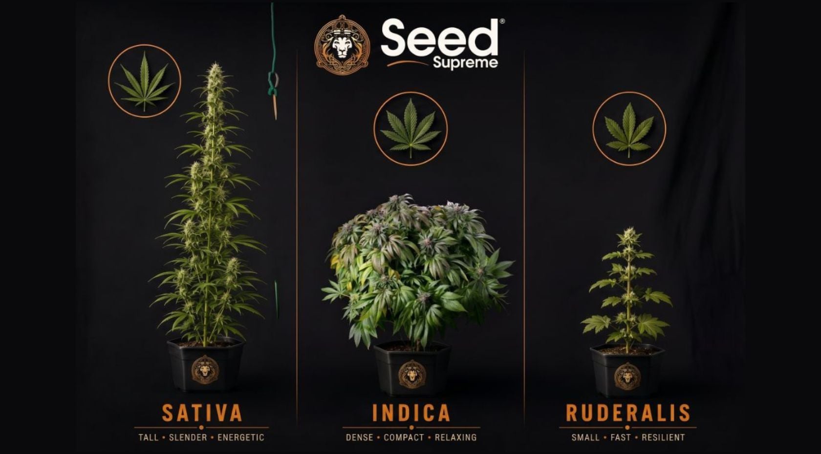 What is Ruderalis? The Cannabis Ruderalis Guide