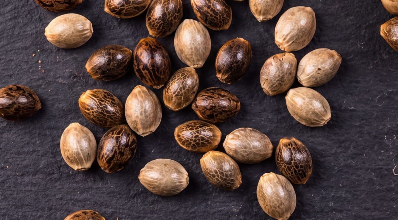 Cannabis Seed Types: Feminized, Autoflower, Regular & Photoperiod Seeds Compared
