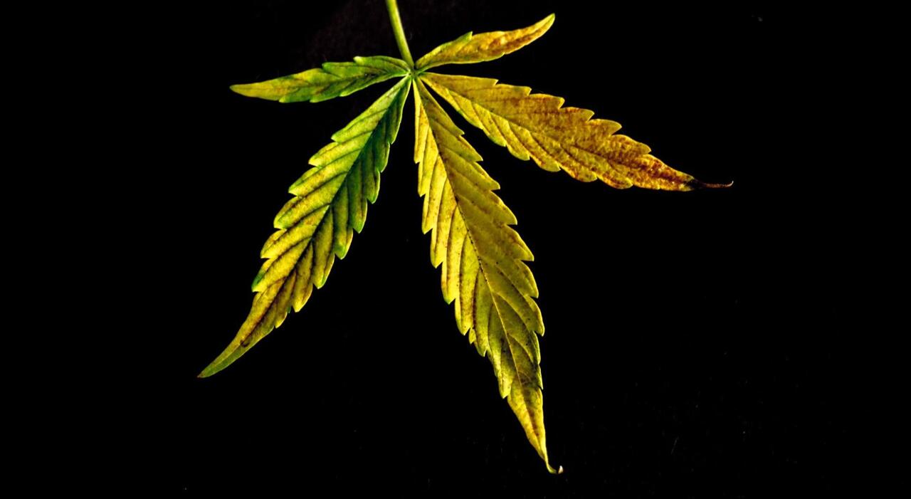 Why Are Cannabis Leaves Turning Yellow And How To Fix It 9358