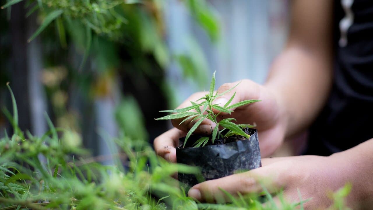 Cannabis Seeds Not Germinating? Here Are The Reasons