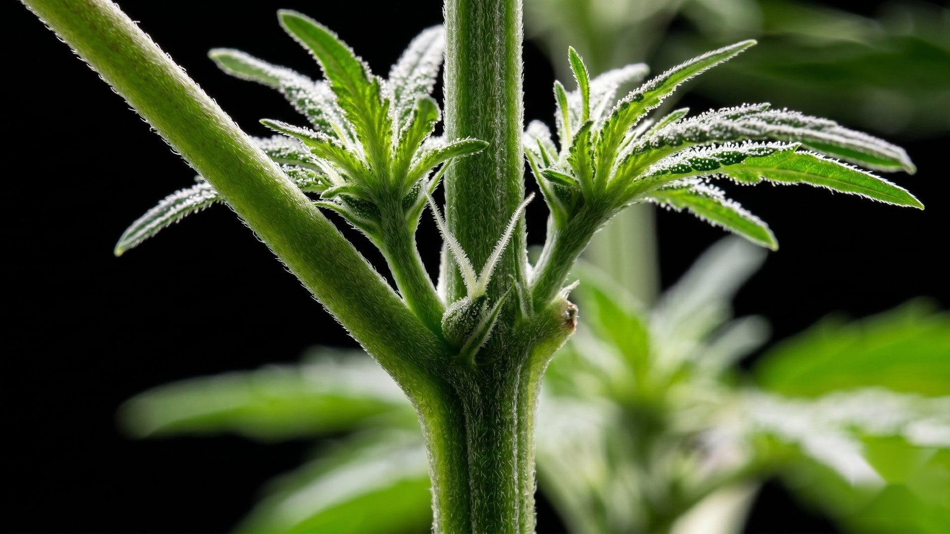 Spot the Early Signs of a Female Plant: A How-To Guide With Cannabis Pictures