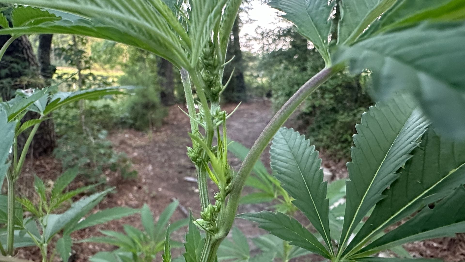 How to Spot the Early Signs of Male Plants [Cannabis Guide With Pictures]