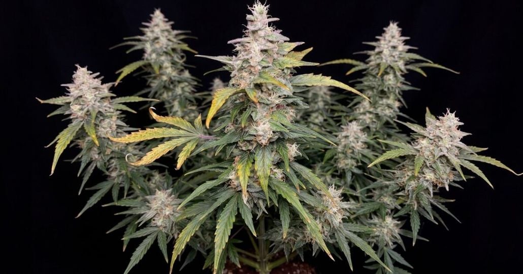 45 Day Autoflower Seeds: The Fastest Cannabis Cycle Explained