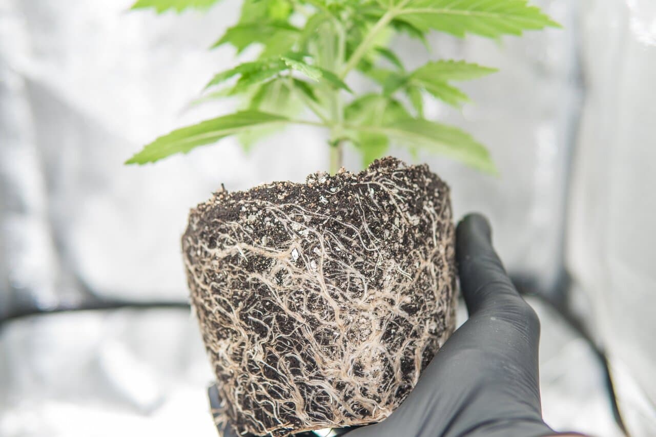 Mycorrhizae and Cannabis