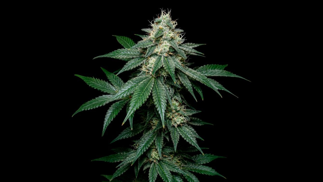 Growing Autoflowers: A Week-by-Week Guide from Seed to Harvest