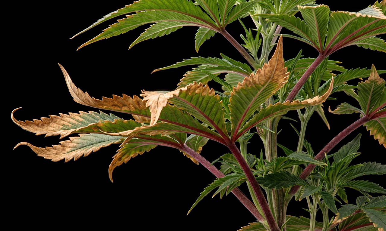 How to Fix Potassium Deficiency in Weed Plants: Signs & Correction Steps [Guide]