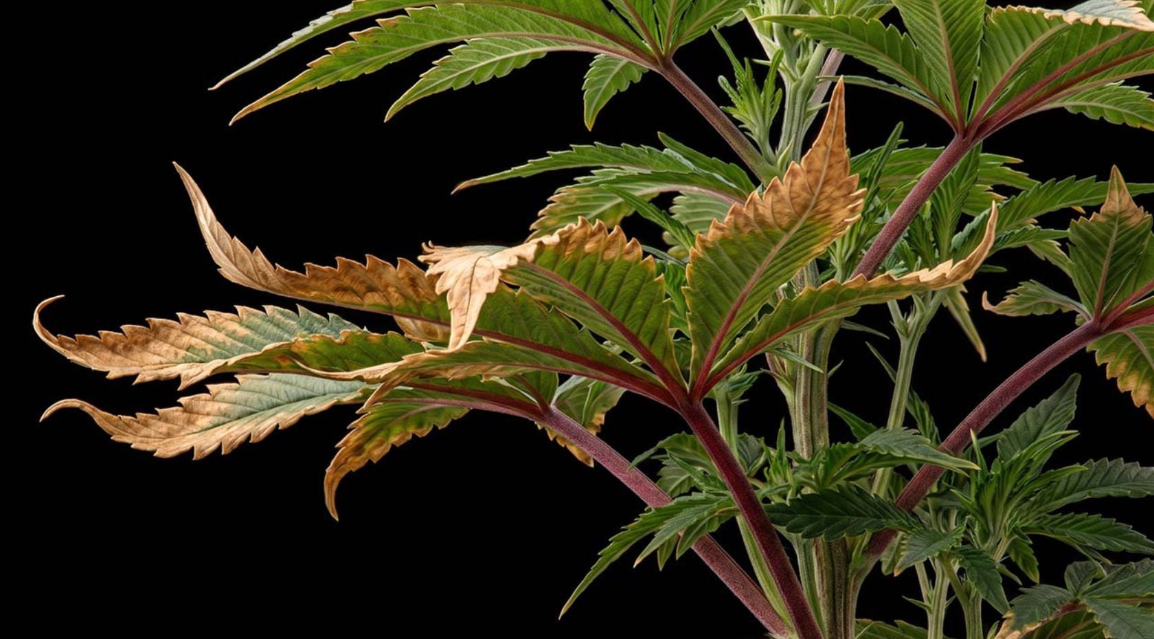 How to Fix Potassium Deficiency in Weed Plants: Signs & Correction Steps [Guide]