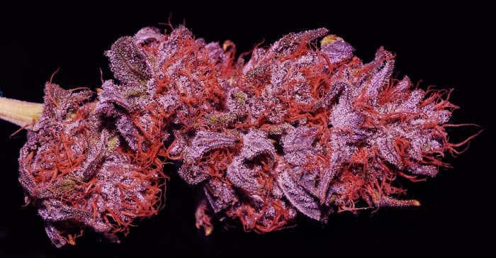 Purple Lamb Strain  - Purple Bud and Lamb’s Bread 