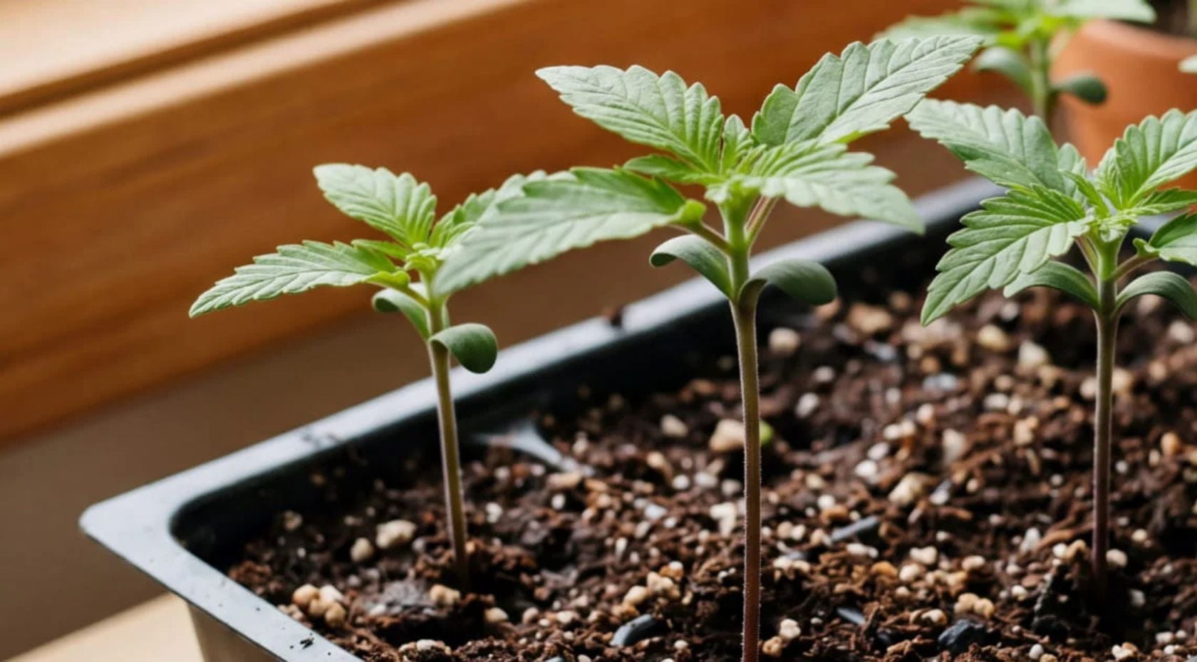 Cannabis Seedling Stage: First Leaves, Light, Watering, and Early Plant Care