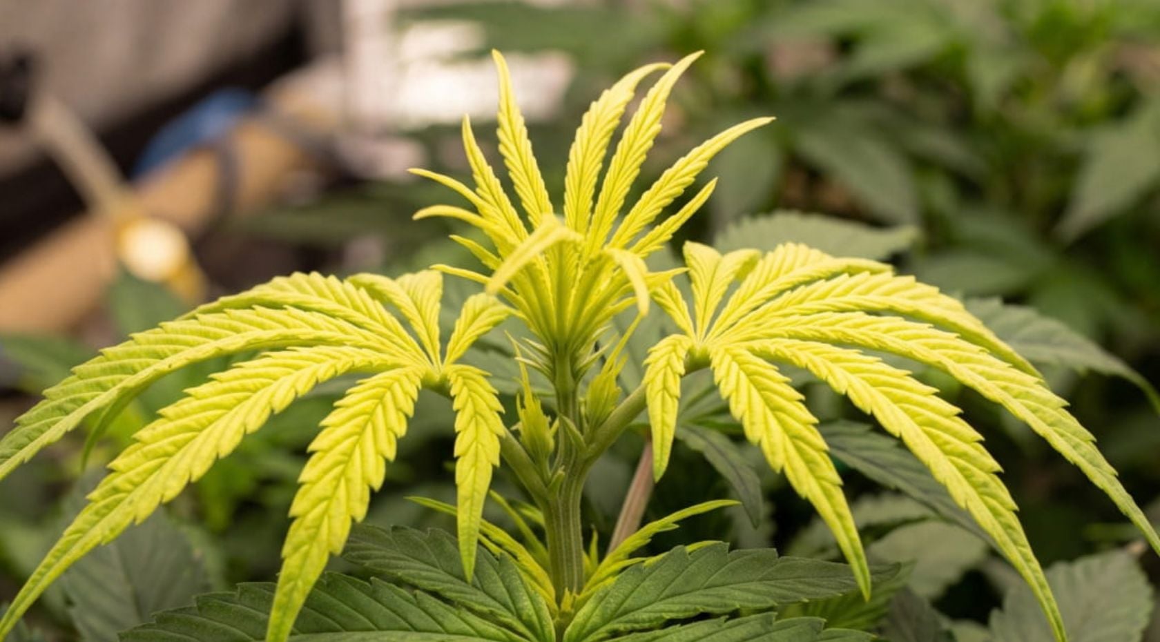 How to Fix Zinc Deficiency in Cannabis: Spot & Stop Yellowing, Stunted Growth