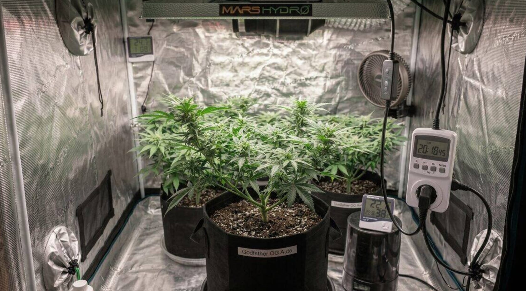 Autoflower Light Schedule: What Works and What Doesn't