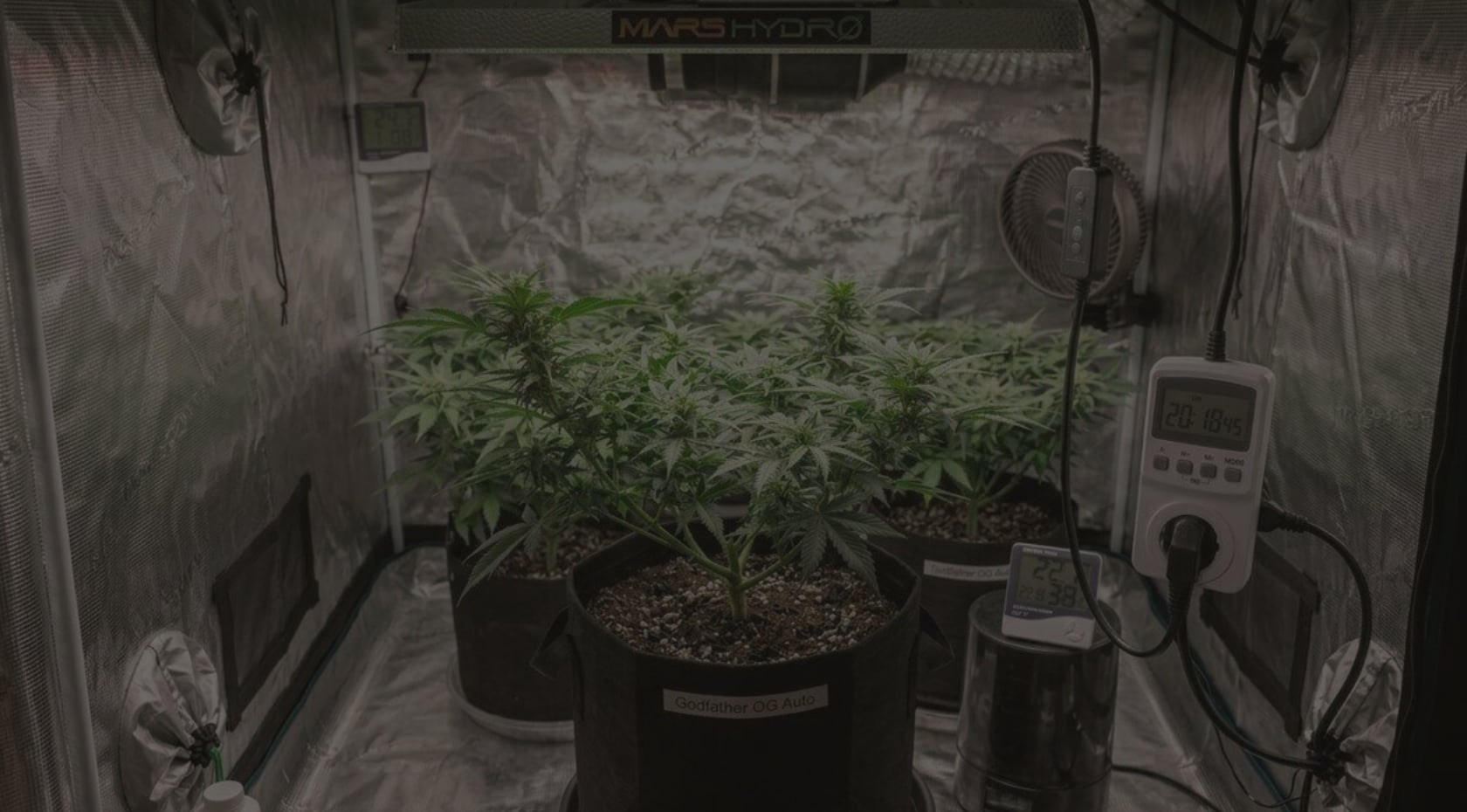 Autoflower Light Schedule: What Works and What Doesn't