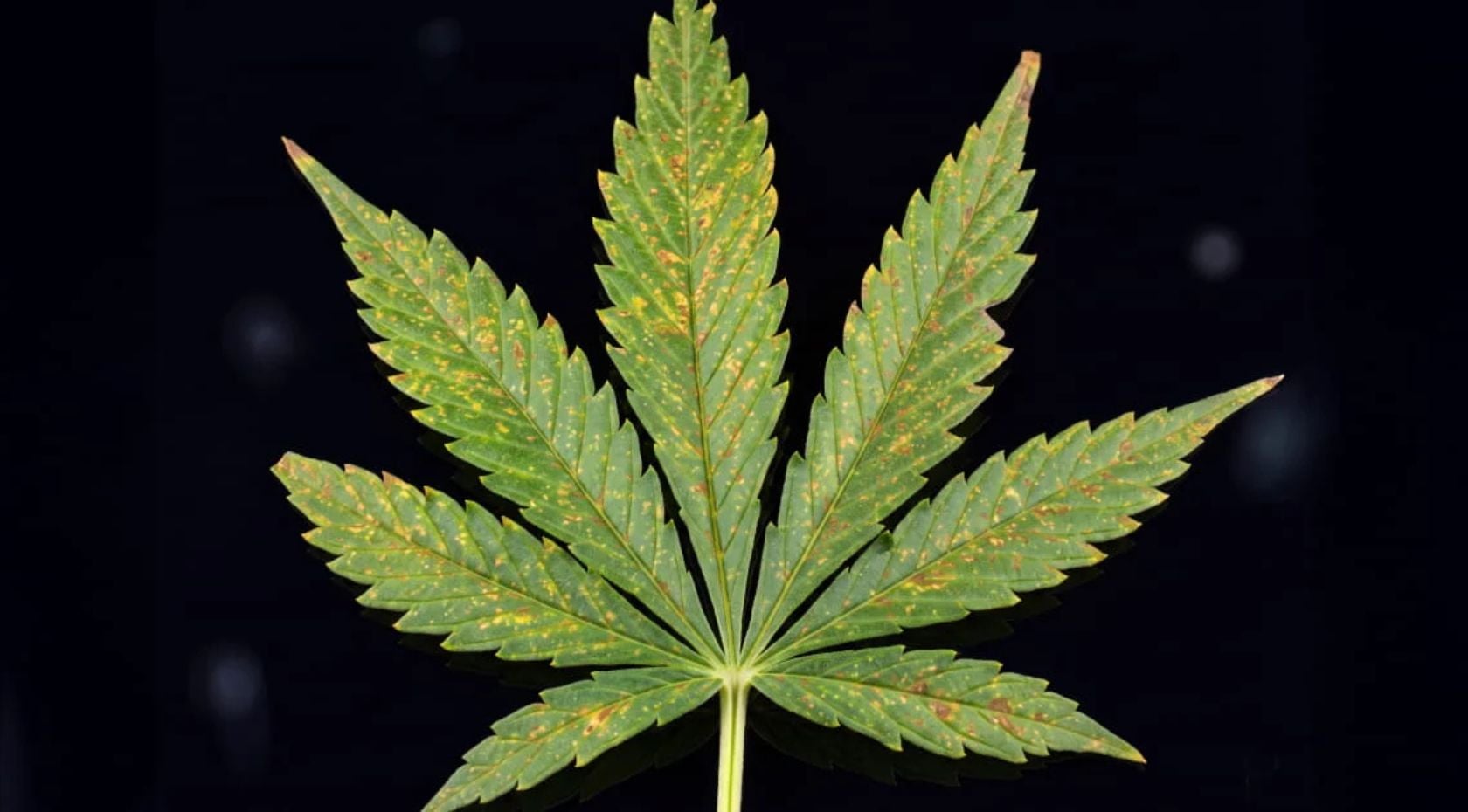 How to Fix Calcium Deficiency in Weed:  Signs, Causes & Treatment [Guide]
