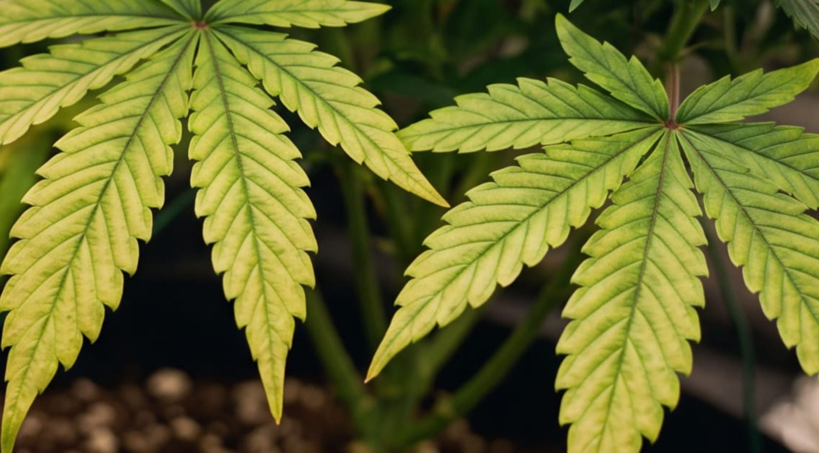 How to Fix Cannabis Magnesium Deficiency:  Signs, Causes & Solutions [Full Guide]