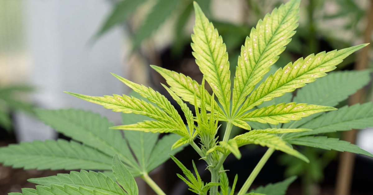 How to Fix Cannabis Manganese Deficiency: Spots & pH Lockout