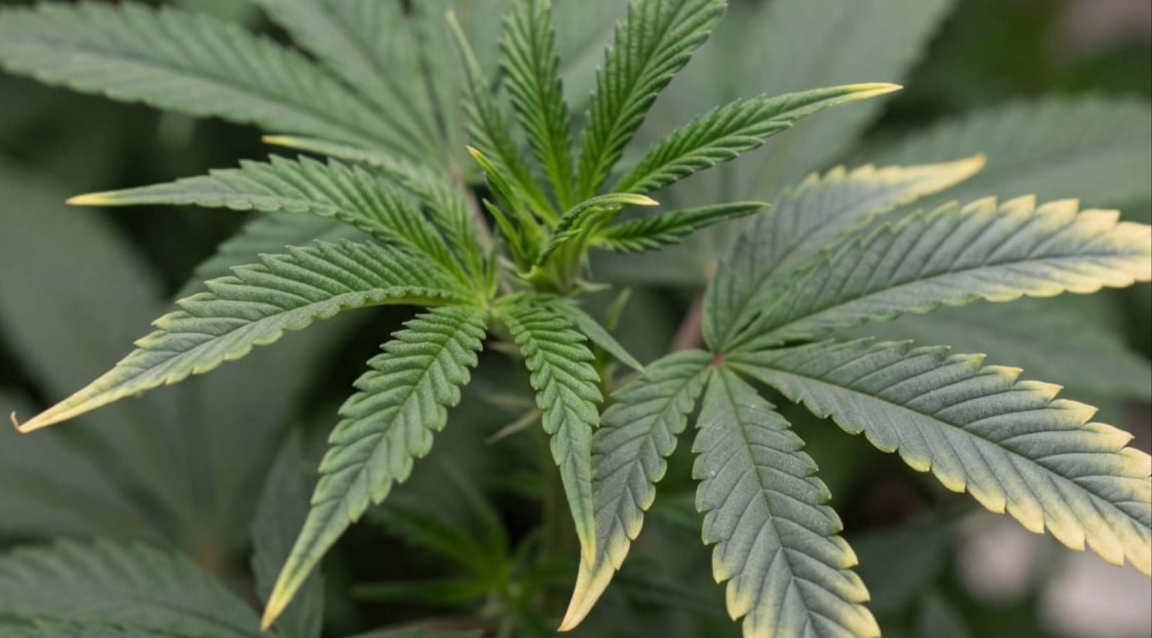 Copper Deficiency in Cannabis: Fix Darkening Leaves, Yellow Tips & Stunted Growth