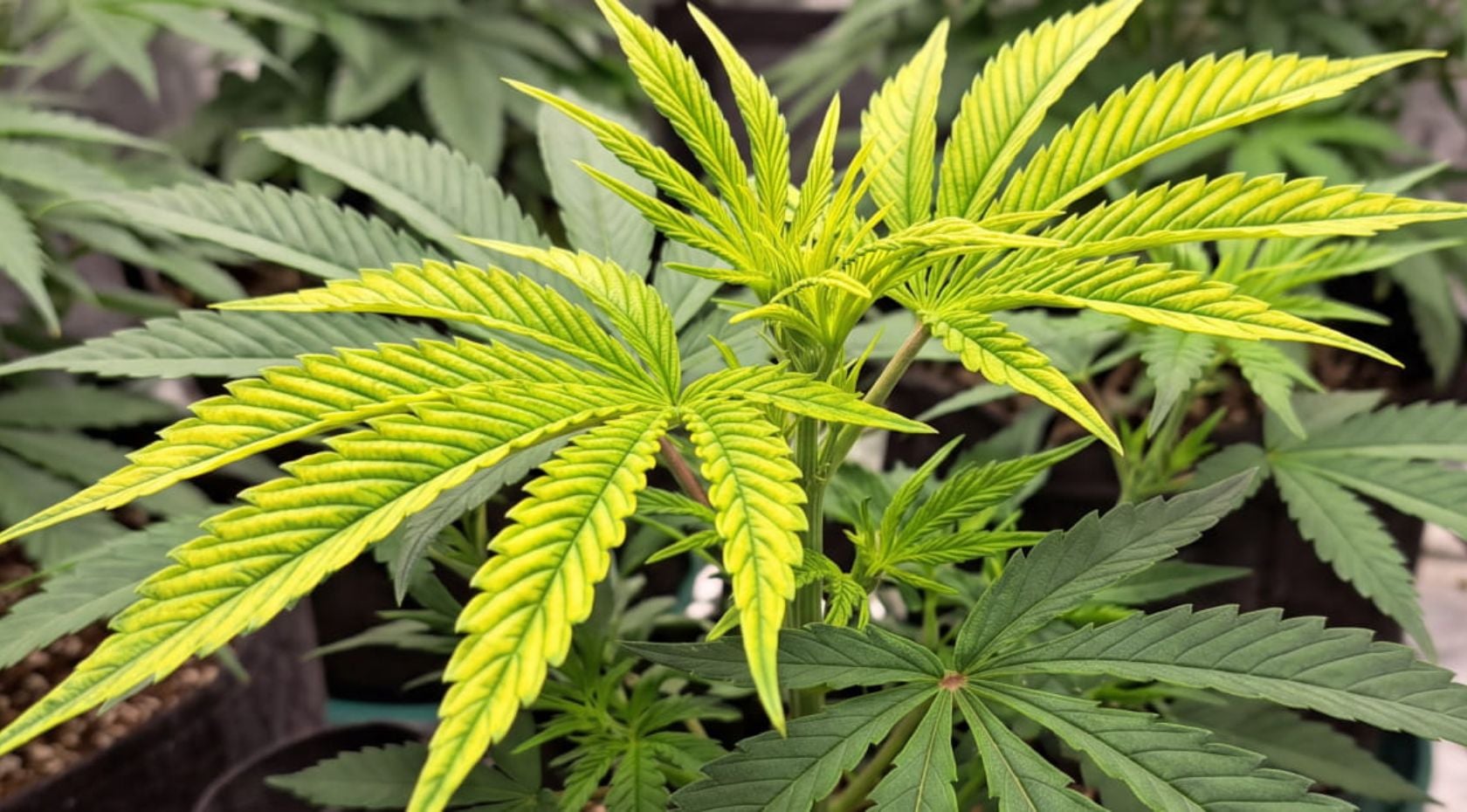 How to Fix Cannabis Iron Deficiency:  Signs, Causes & Treatment Steps [Guide]