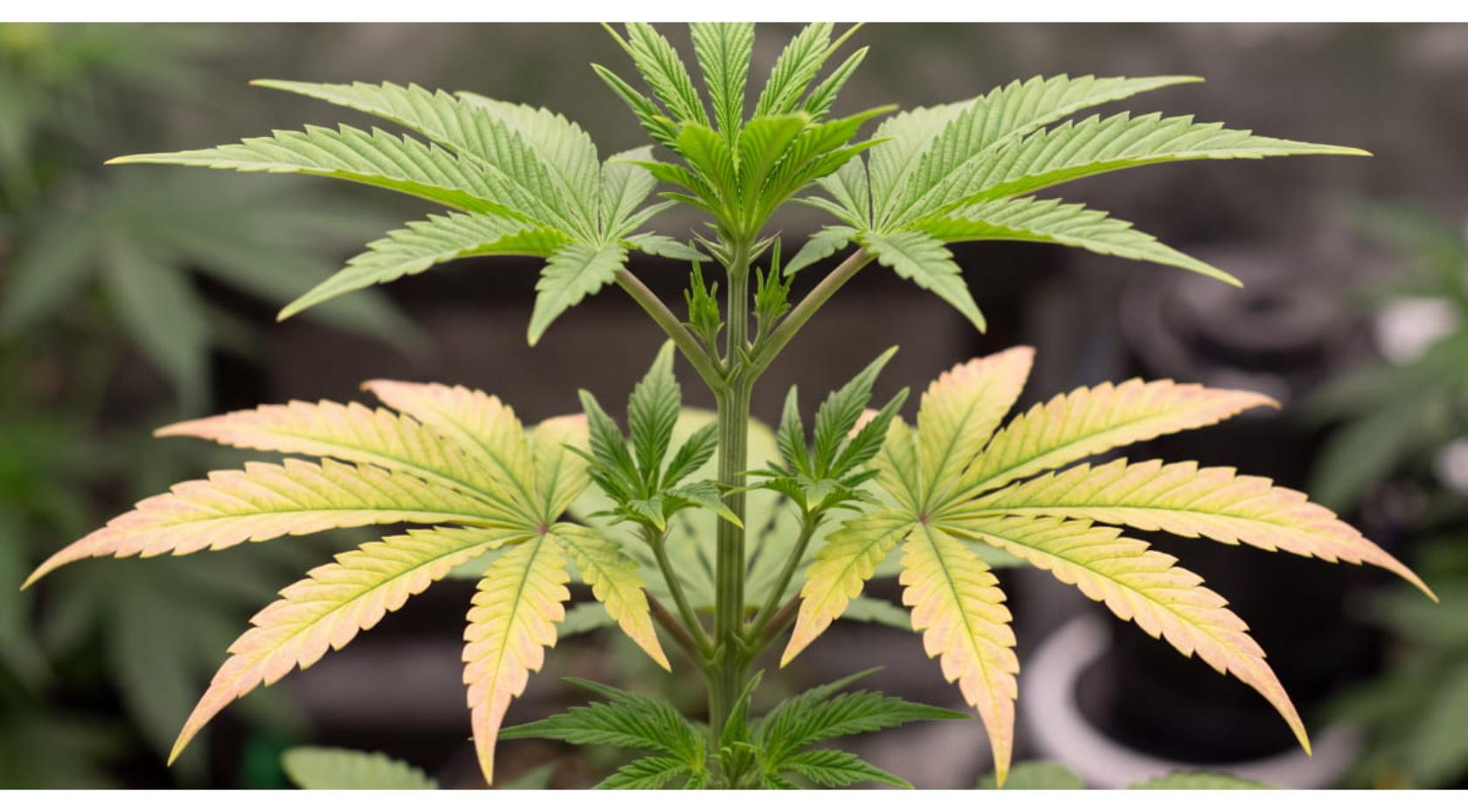 How to Fix Cannabis Molybdenum Deficiency: Yellowing, Red Edges & pH