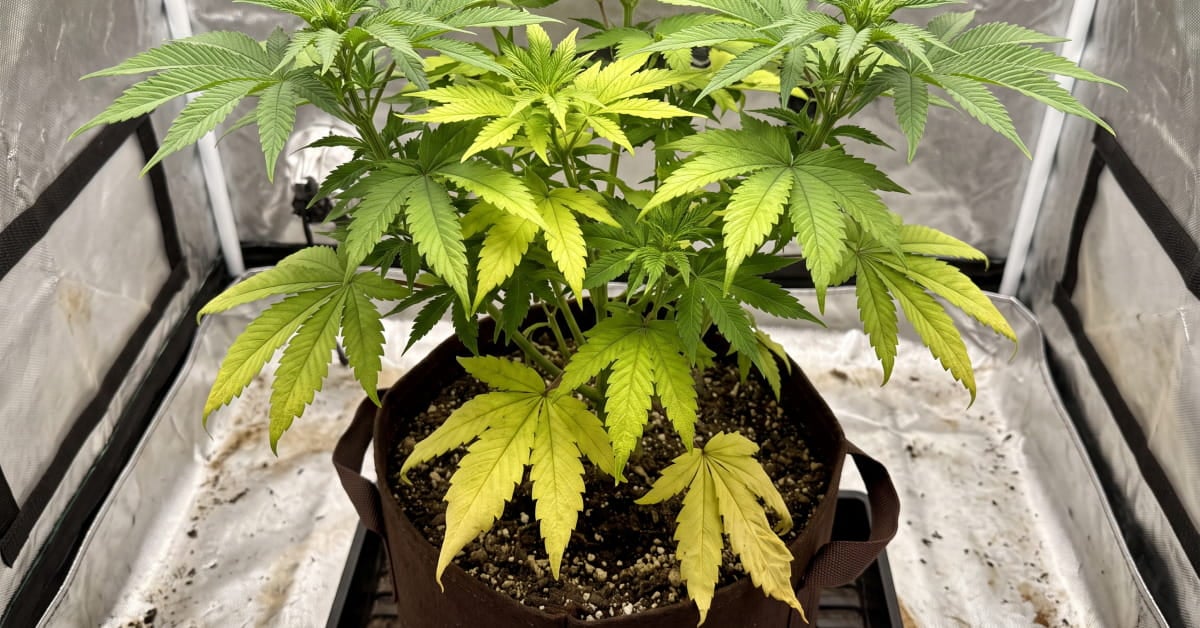 How to Fix Cannabis Nitrogen Deficiency:  Signs, Causes & Solutions [Full Guide]