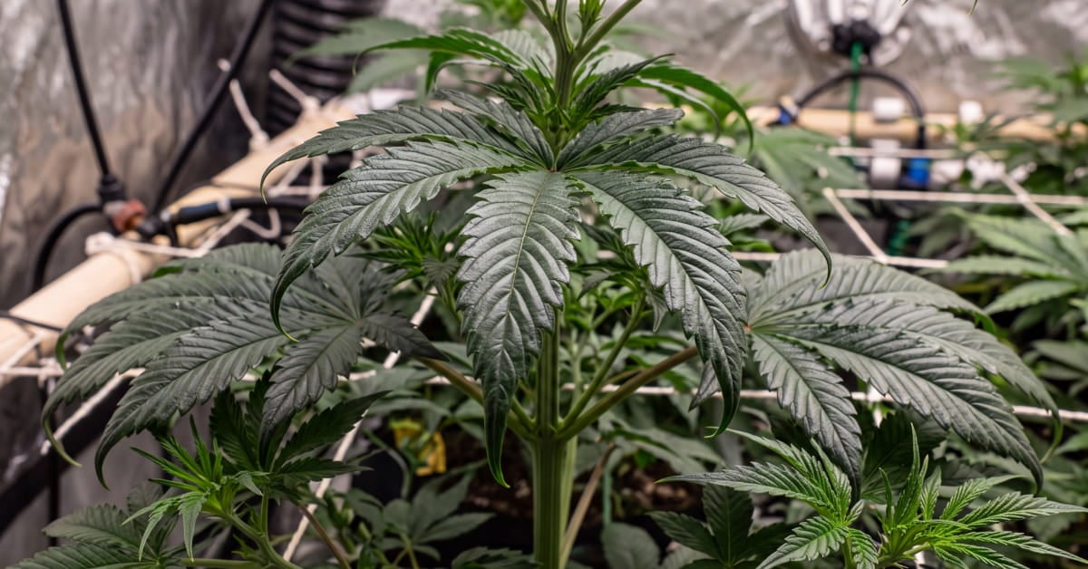 How to Fix Nitrogen Toxicity in Cannabis:  Leaf Signs, Causes & Treatment [Guide]