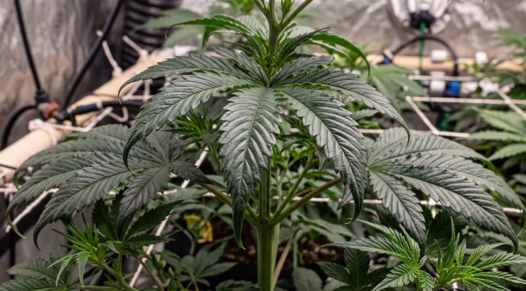 How to Fix Nitrogen Toxicity in Cannabis:  Leaf Signs, Causes & Treatment [Guide]