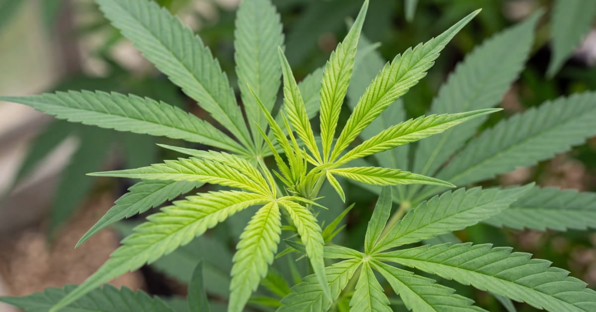 How to Fix a Cannabis Sulfur Deficiency:  Signs, Lookalikes & Treatment [Guide]
