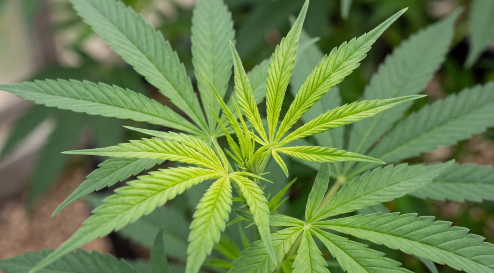 How to Fix a Cannabis Sulfur Deficiency:  Signs, Lookalikes & Treatment [Guide]
