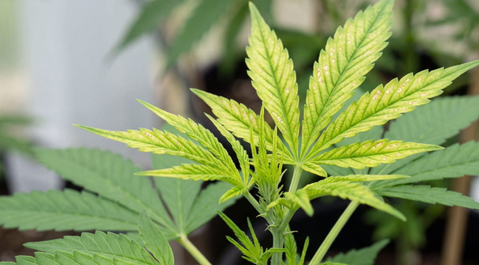 How to Fix Cannabis Manganese Deficiency: Spots & pH Lockout