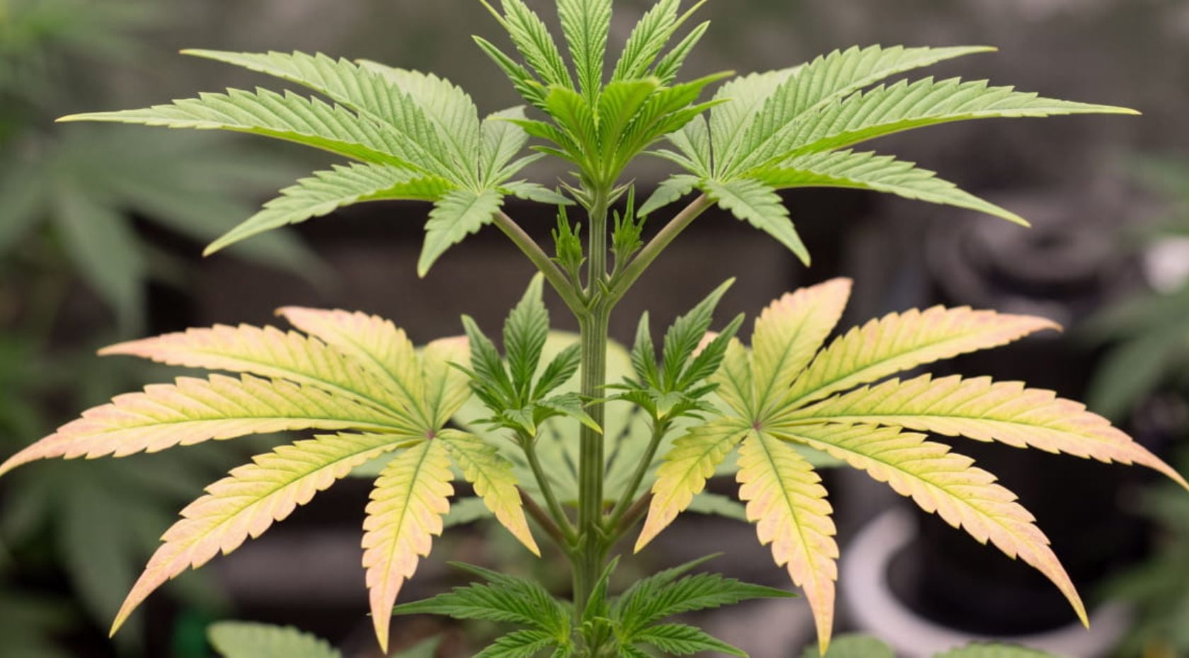 How to Fix Cannabis Molybdenum Deficiency: Yellowing, Red Edges & pH