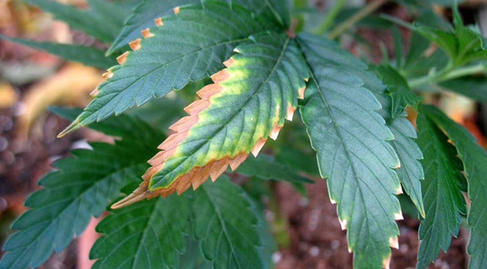 Cannabis Deficiencies: How to Read Leaf Symptoms