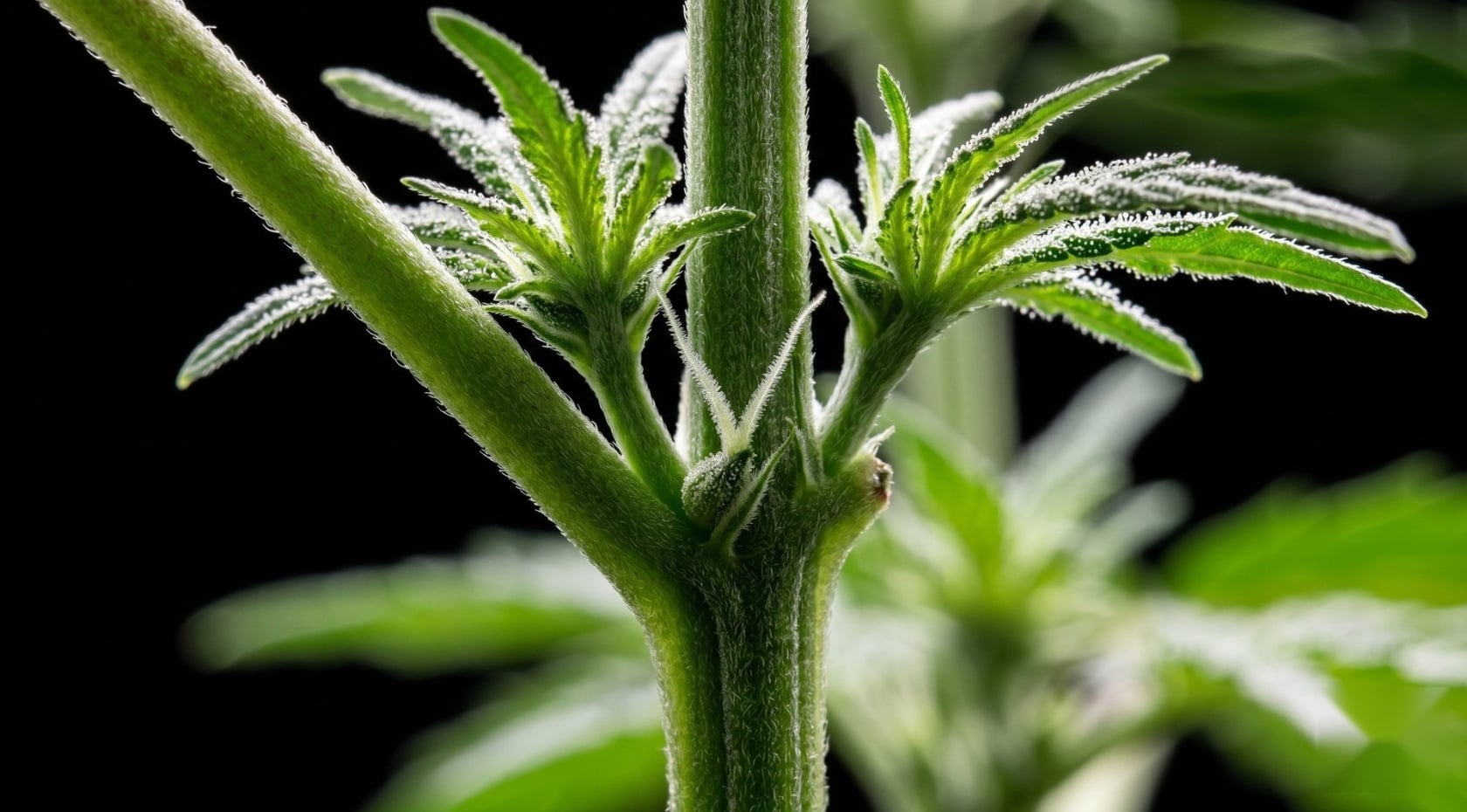 Spot the Early Signs of a Female Plant: A How-To Guide With Cannabis Pictures