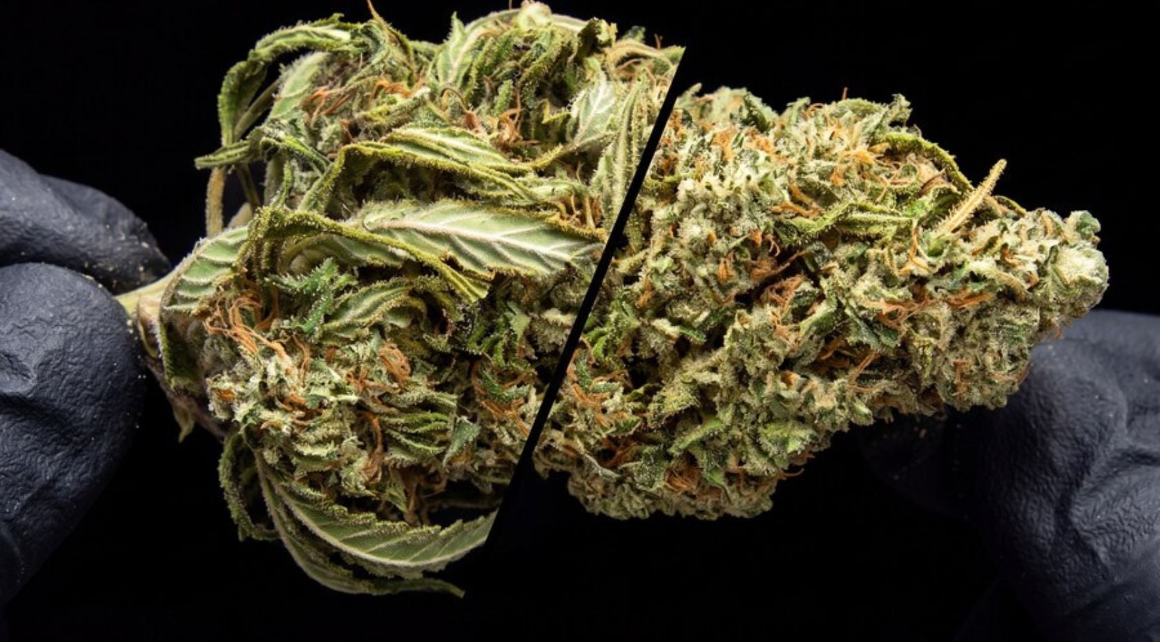 How to Trim Weed: A Complete Guide for Cannabis Growers