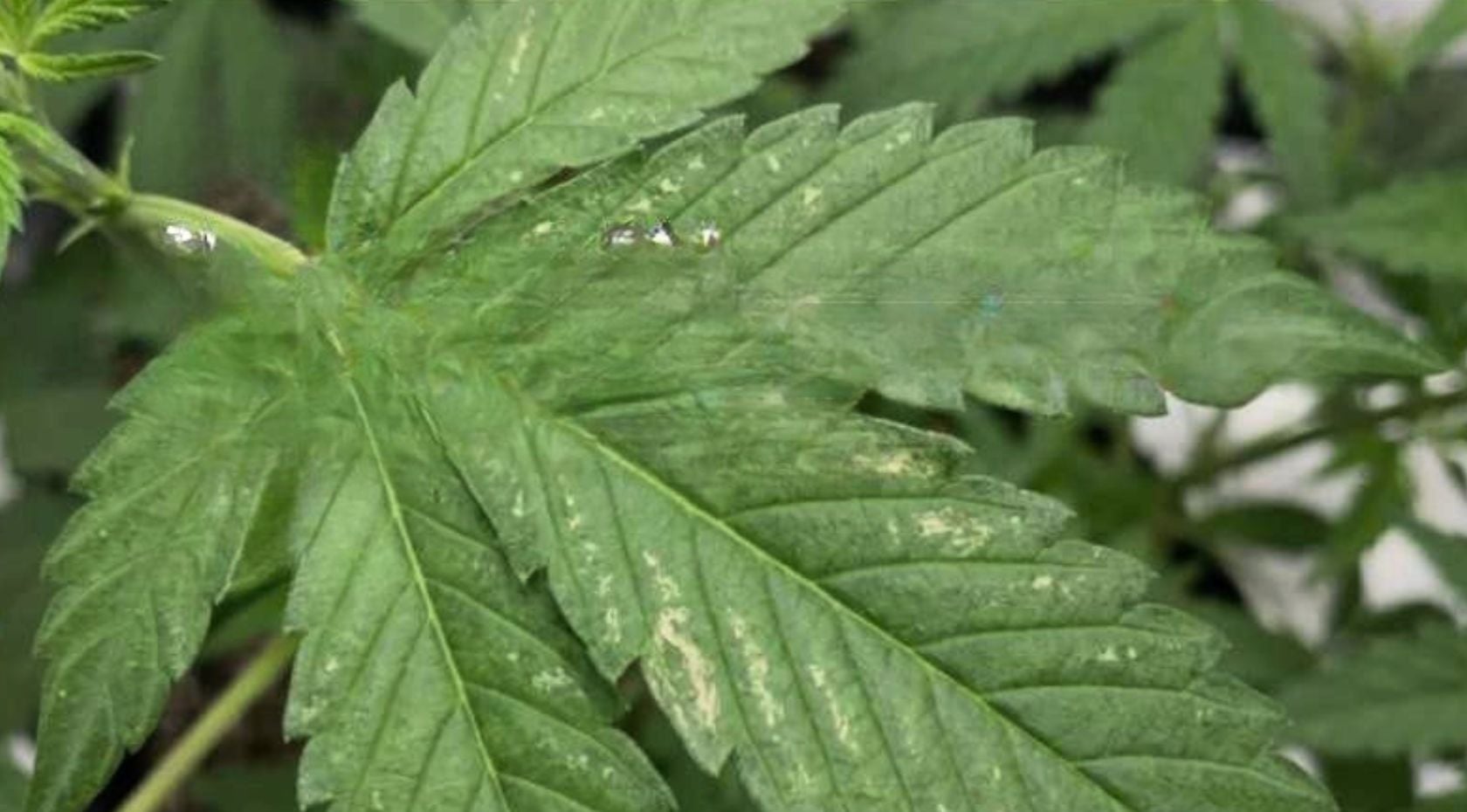 How to Get Rid of Thrips on Cannabis Plants: Signs, Damage & Treatment Guide