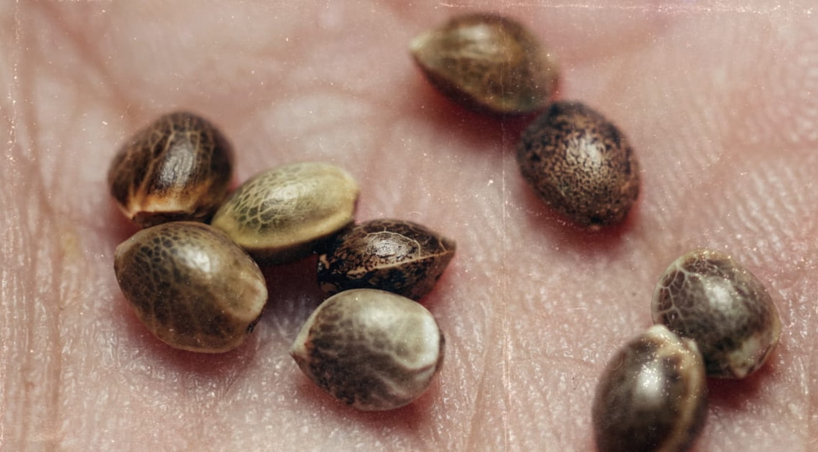 Cannabis Seeds Buying Guide: How to Choose the Right Seeds For Your Grow & Goals