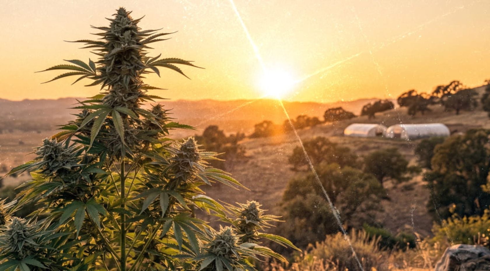 Cannabis Education Guide Plant Basics, Terms, Strains, Effects & Seeds