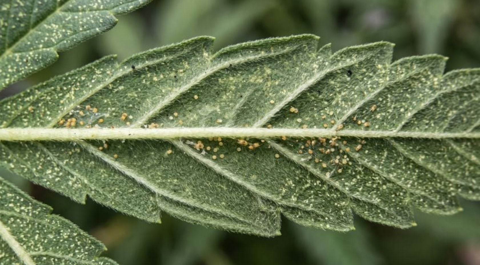 Spider Mites on Cannabis: How to Spot, Stop & Get Rid of Them Fast [Full Guide]