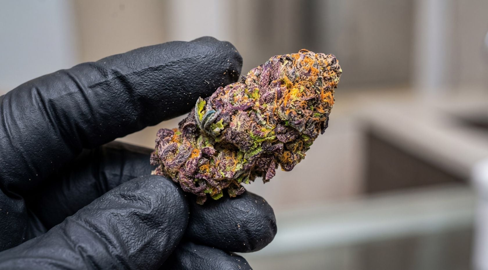 Pot Profiles: Rainbow Kush Strain Effects, Genetics & Grow Traits