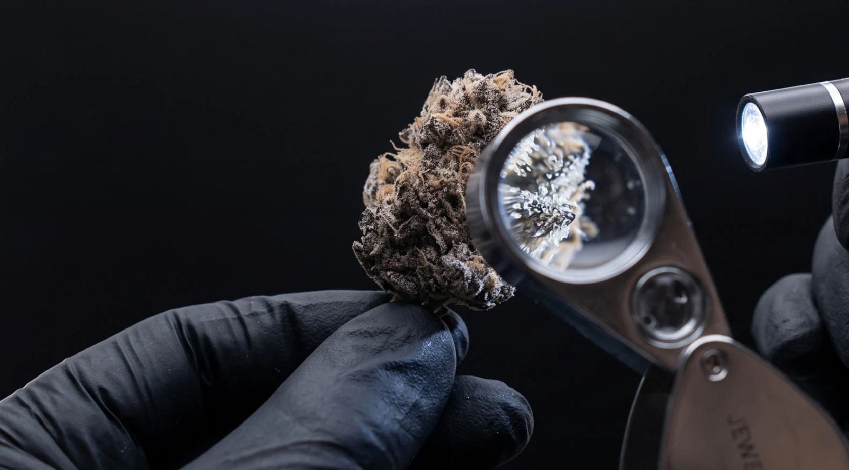 What Does Moldy Weed Look Like?  How to Spot It & Keep Your Buds Fresh [Guide]