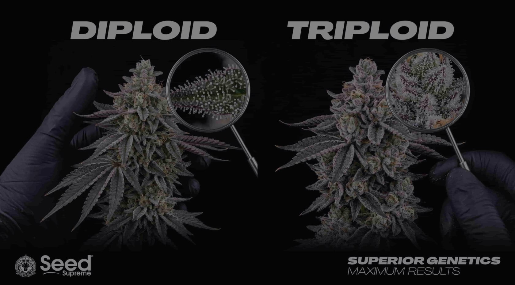What Is Triploid Cannabis? Seeds, Plants, Genetics