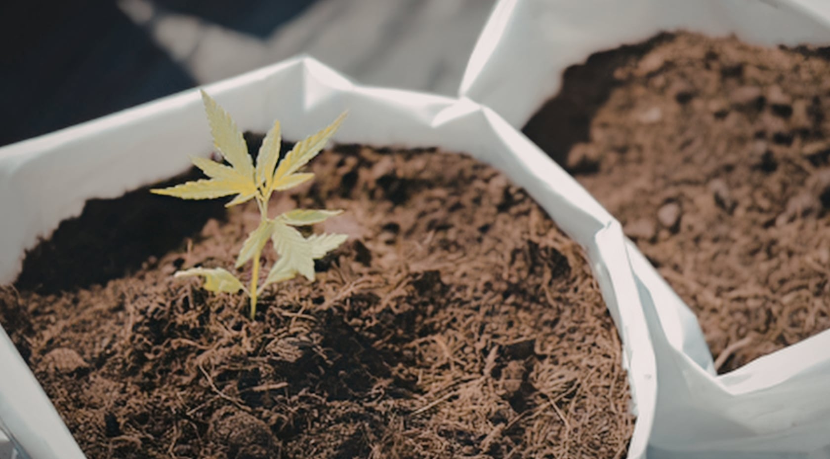 Best Cannabis Fertilizers: Nutrients for Healthy Plants