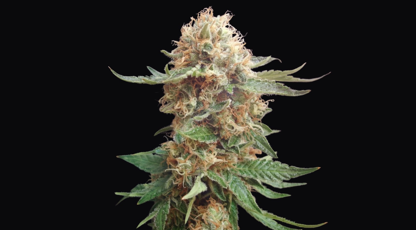 Growing Autoflowers: A Week-by-Week Guide from Seed to Harvest