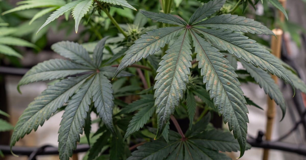 How to Fix a Cannabis Phosphorus Deficiency: Signs, Causes & Fixes [Full Guide]