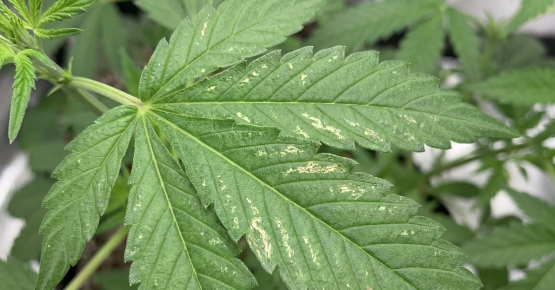 How to Get Rid of Thrips on Cannabis Plants: Signs, Damage & Treatment Guide